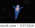 Clione 5371816