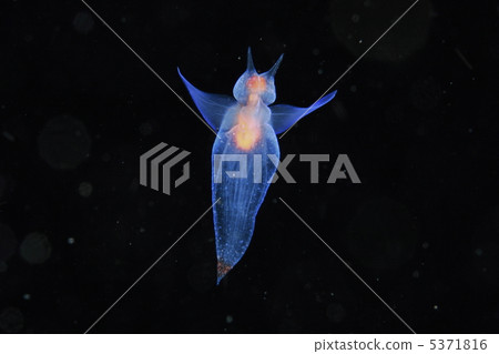 Clione Clione 5371816