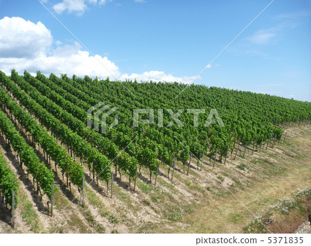 葡萄園 葡萄園 5371835
