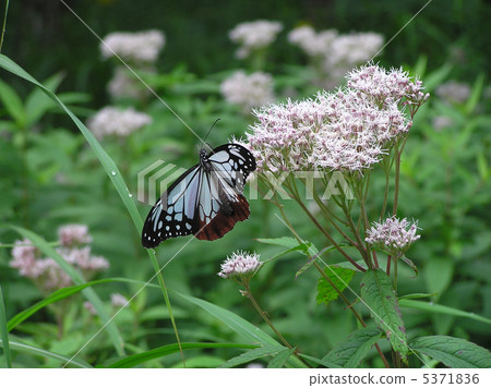 Asagi madara 5371836