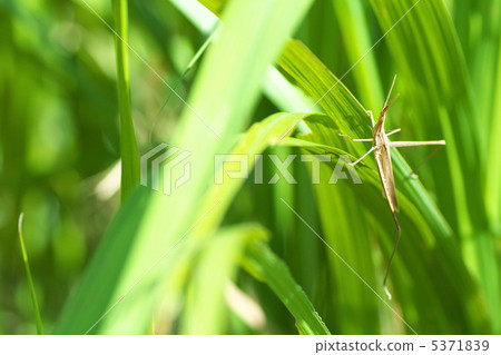 棕色家禽棕色 5371839