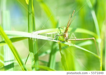 棕色家禽棕色 5371840