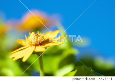 Melanpodium and blue sky 5371841