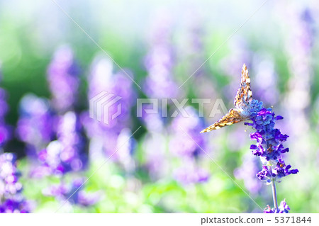 Lavender and shark's fin Lavender and shark's fin 5371844