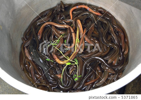 Taunagi Thai Foodstuff Bangkok Thailand Taunagi Thai Foodstuff Bangkok Thailand 5371865