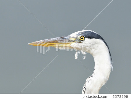 鬍子裝飾 5372396