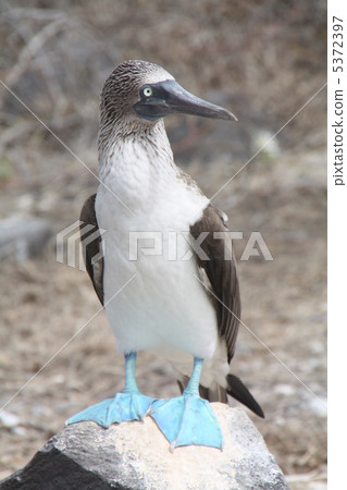 加拉帕戈斯Aoashi鰹鳥 5372397