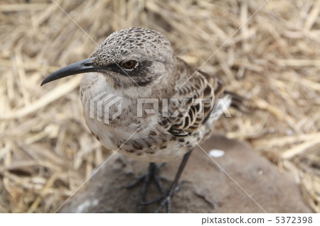 Galapagos beetle 5372398