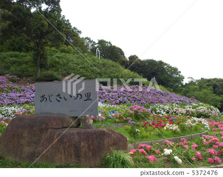原來的春天·繡球花的繡球花·紀念碑 5372476