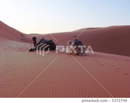 Sahara desert and camel 5372749