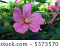 Fuyo's flower (pink) 5373570