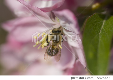 Bee 5373658