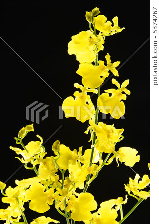 Plant Plant 5374267