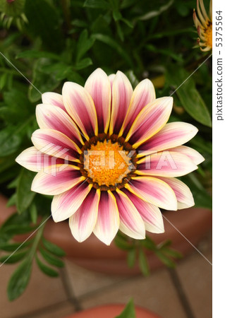 Gazania Gazania 5375564