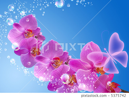 Orchid and butterfly 5375742
