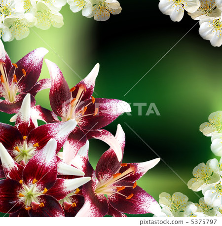 Lily Lily 5375797