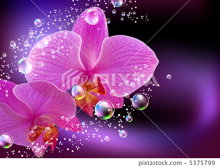 Orchid Orchid 5375799