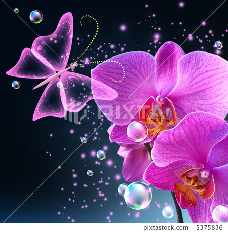 Orchid and butterfly Orchid and butterfly 5375836