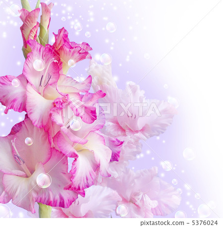 Gladiolus 5376024