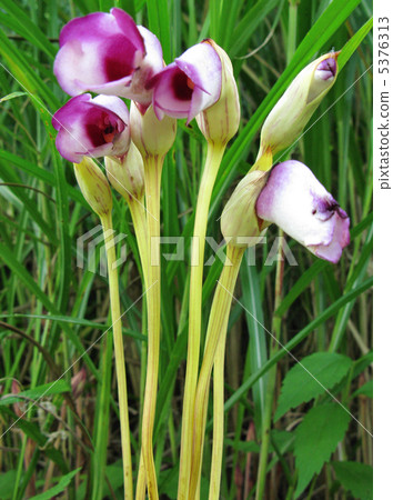 Parasitic plant of Susuki Parasitic plant of Susuki 5376313