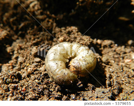 Beetle (root stings) Beetle (root stings) 5379655