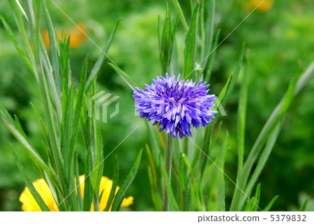 Yagurumagiku flower Yagurumagiku flower 5379832