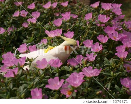 Yuzu and flowers Yuzu and flowers 5379871