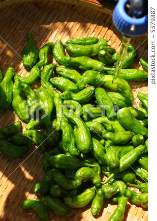 洗冷的蜥蜴 5379887