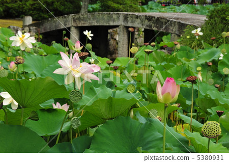 京都Tenryuji蓮花的出現池塘 京都Tenryuji蓮花的出現池塘 5380931