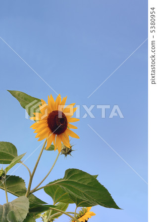 Sun Flower  5380954