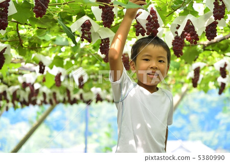Grape picking Grape picking 5380990