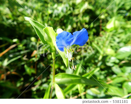 Swallow tuna (grass) 5381181