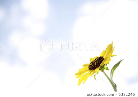 向日葵 向日葵 5381246