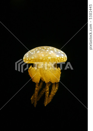 Tako jellyfish Tako jellyfish 5381445