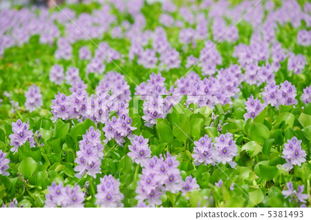 Hotei Ao · Saitama ken Kasuto (Road Station · "Nursery's Furusato Oto") 5381493