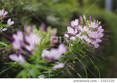 西風沃爾特草 5381520