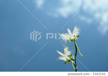 八月Sagisou·Orchidaceae 41 5381543