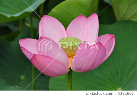古蓮花 古蓮花 5381602