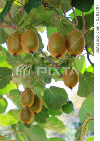 Kiwi fruit Kiwi fruit 5381707