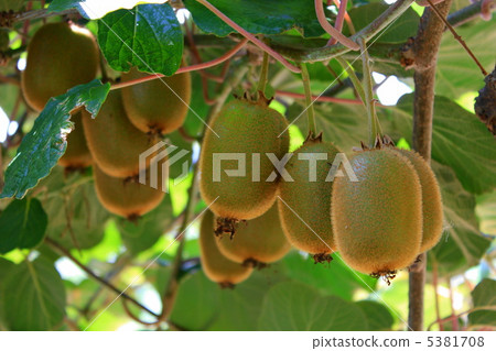 Kiwi fruit Kiwi fruit 5381708