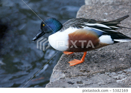 Birds of the Oshidai Hiroshige Yoshiro Hashibirigamo Male 5382169