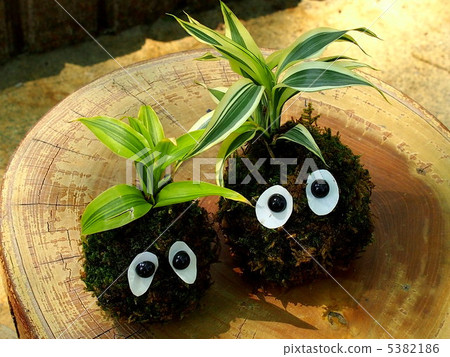 Kokedama 5382186