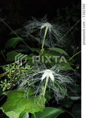 Clownut flowers 5382560