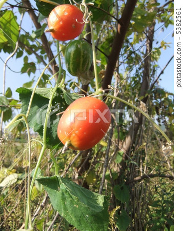 Crawl Red Fruit 5382561