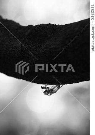 Utsusemi Utsusemi 5388531