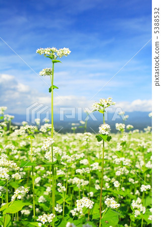 Buckwheat field 5388532