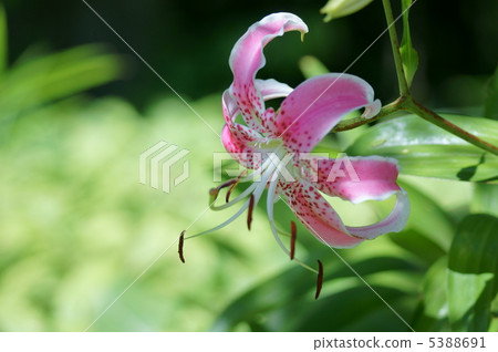 Yuri Kanoko Alias Tanabe Yuri 5388691