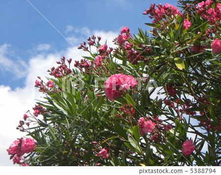 Flower of red butterfly in red sky inigiri seaside park Flower of red butterfly in red sky inigiri seaside park 5388794