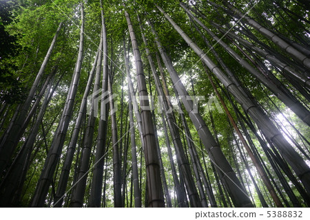  Bamboo grove 5388832