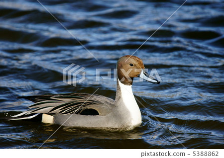 Ueno Kamo Yu large duck that comes in winter Ueno Kamo Yu large duck that comes in winter 5388862